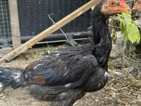 Chickens — foto 2