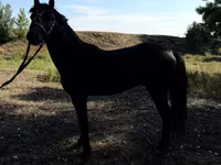 Konji (partija, pol nije naveden), American shetland pony — fotografija 5