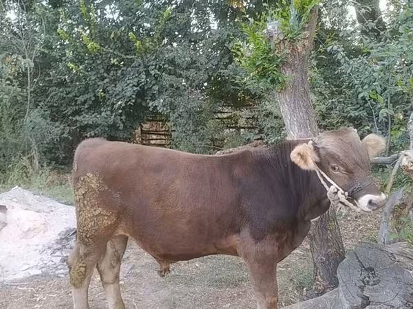 Býk, Swiss cattle