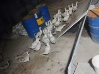 Geese — 사진 8