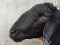 Beran, Hissar sheep — foto 3