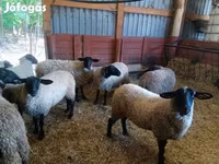 Biri-biri betina, White Suffolk sheep — foto 6