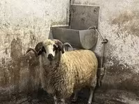 قوچ, Racka sheep — عکس 4
