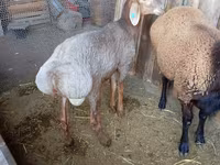 Bélier, Moutons — photo 2