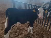 Vaca, Hereford — foto 1