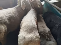 Κριός, Rhon sheep — φωτογραφία 4