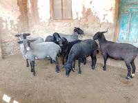 Овца, Romanov sheep — снимка 1