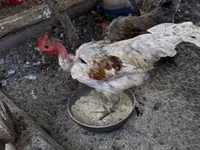 Chickens — photo 2
