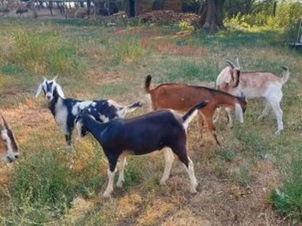 Kozioł, Nubian Goat