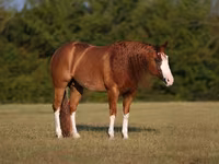 Horse (M), Quarter Horse — photo 2