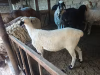 Ovca, Hissar sheep — fotografija 1