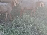 میش, گوسفند — عکس 3