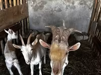 Ged, Saanen goat — foto 1