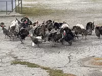 Turkeys — foto 3