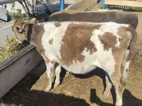 Mucca, Simmental cattle — foto 1