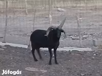 Baran, Shetland sheep — zdjęcie 3