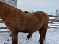 Cavallo, Yakutian horse — foto 2