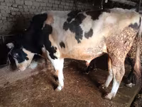 Boğa, Simmental cattle — foto 1
