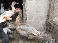 Ducks — عکس 1
