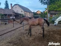 Caballo, Shagya — foto 3