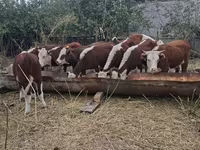 گاو ماده, گاو سفیدسر قزاقستانی — عکس 2