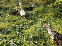 Turkeys — foto 1