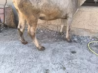بقرة, Swiss cattle — الصورة 1