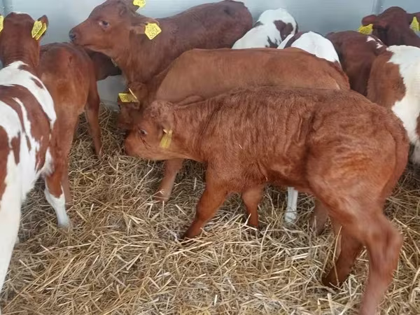 Tyre, Simmental cattle