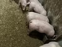 หมูป่าตัวผู้, Гипор — รูปภาพ 7