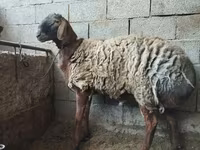 Montone, Rhon sheep — foto 1