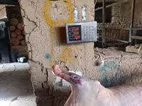 የጎትት አውራ በግ, Sheep — ፎቶ 1