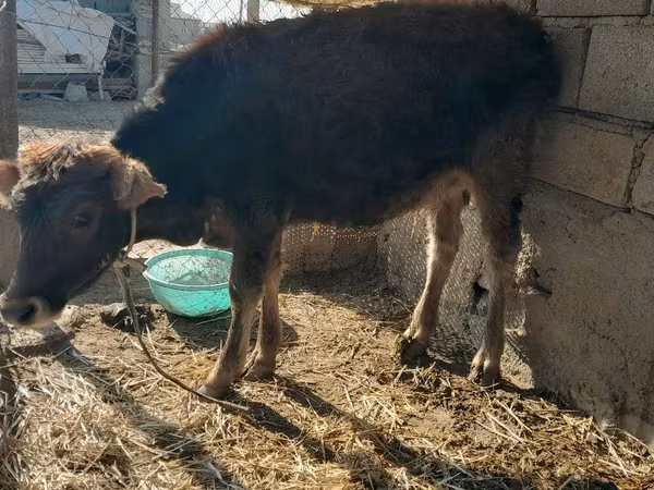Cattle (batch, sex not specified), Cattle — Turkmenistan