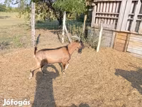 Bak, Alpine goat — 3. fotó