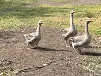 Geese — fotografija 1
