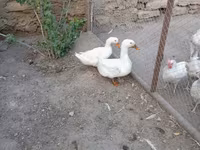 Chickens — foto 6