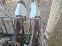 بز ماده, Nubian Goat — عکس 2
