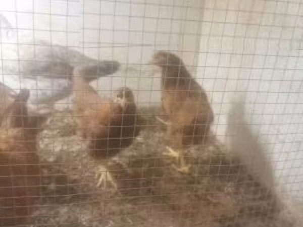 Chickens