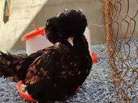 Chickens — foto 2
