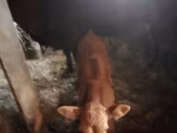 Mucca, Bovini — foto 6