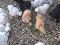 ไก่เดนมาร์ก — รูปภาพ 4