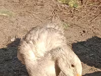 مسکوی خانگی — عکس 1