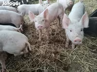 Schweine (Partie, Geschlecht nicht angegeben), Крупная белая — Foto 3
