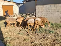 Koç, Hissar sheep — foto 8