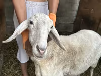 Ovca, Hissar sheep — fotografija 3