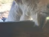 تيس, Alpine goat — الصورة 5
