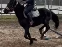 Kůň, Hungarian horse breed — foto 5