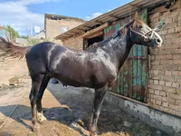 Hengst, Kyrgyz Horse — Foto 7