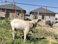 بز نر, Saanen goat — عکس 2