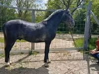 Aygır, Lipizzaner — foto 2
