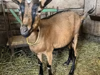 Ziegenbock, Alpine goat — Foto 3